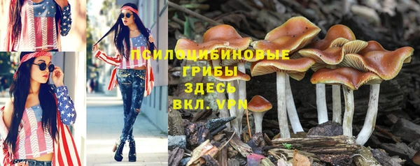 PSILOCYBIN Иннополис